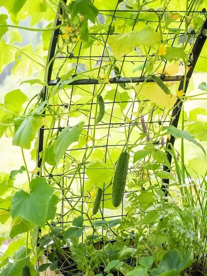 🔥8' X 2' x 4' Self-Watering Eco-Stained Elevated Planter Box+ Arch Trellis